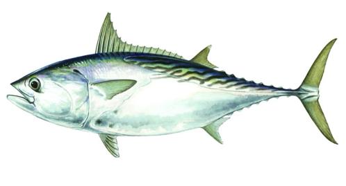 小型鮪魚 Little Tuna